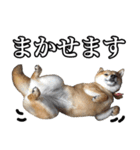 毎日使える、柴犬こはるのスタンプ（個別スタンプ：8）