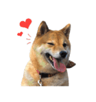 毎日使える、柴犬こはるのスタンプ（個別スタンプ：11）