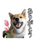 毎日使える、柴犬こはるのスタンプ（個別スタンプ：13）