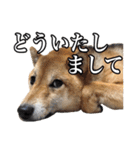 毎日使える、柴犬こはるのスタンプ（個別スタンプ：14）