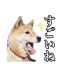 毎日使える、柴犬こはるのスタンプ（個別スタンプ：15）