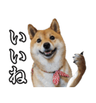 毎日使える、柴犬こはるのスタンプ（個別スタンプ：17）