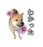 毎日使える、柴犬こはるのスタンプ（個別スタンプ：18）