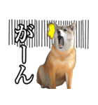 毎日使える、柴犬こはるのスタンプ（個別スタンプ：19）
