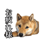 毎日使える、柴犬こはるのスタンプ（個別スタンプ：20）