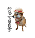 毎日使える、柴犬こはるのスタンプ（個別スタンプ：21）