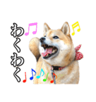 毎日使える、柴犬こはるのスタンプ（個別スタンプ：22）
