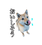 毎日使える、柴犬こはるのスタンプ（個別スタンプ：23）