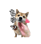 毎日使える、柴犬こはるのスタンプ（個別スタンプ：24）
