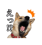 毎日使える、柴犬こはるのスタンプ（個別スタンプ：25）
