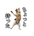 毎日使える、柴犬こはるのスタンプ（個別スタンプ：26）
