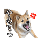毎日使える、柴犬こはるのスタンプ（個別スタンプ：27）