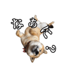 毎日使える、柴犬こはるのスタンプ（個別スタンプ：28）