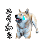 毎日使える、柴犬こはるのスタンプ（個別スタンプ：29）