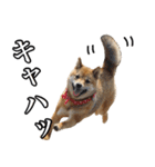 毎日使える、柴犬こはるのスタンプ（個別スタンプ：30）