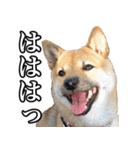 毎日使える、柴犬こはるのスタンプ（個別スタンプ：34）