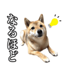 毎日使える、柴犬こはるのスタンプ（個別スタンプ：36）