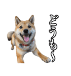 毎日使える、柴犬こはるのスタンプ（個別スタンプ：38）