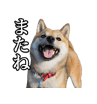 毎日使える、柴犬こはるのスタンプ（個別スタンプ：40）