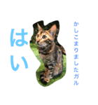 ベンガル   ガルくん（個別スタンプ：9）