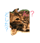 ベンガル   ガルくん（個別スタンプ：14）