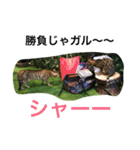 ベンガル   ガルくん（個別スタンプ：16）