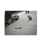 わたしの写真。（個別スタンプ：37）