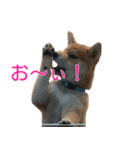 柴犬 はち 幼い頃のつぶやき 3.5.8（個別スタンプ：1）