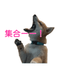 柴犬 はち 幼い頃のつぶやき 3.5.8（個別スタンプ：2）