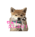 柴犬 はち 幼い頃のつぶやき 3.5.8（個別スタンプ：3）