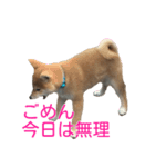 柴犬 はち 幼い頃のつぶやき 3.5.8（個別スタンプ：4）