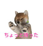 柴犬 はち 幼い頃のつぶやき 3.5.8（個別スタンプ：5）