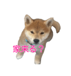 柴犬 はち 幼い頃のつぶやき 3.5.8（個別スタンプ：6）