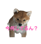 柴犬 はち 幼い頃のつぶやき 3.5.8（個別スタンプ：7）
