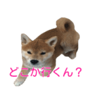 柴犬 はち 幼い頃のつぶやき 3.5.8（個別スタンプ：8）