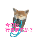 柴犬 はち 幼い頃のつぶやき 3.5.8（個別スタンプ：9）