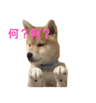 柴犬 はち 幼い頃のつぶやき 3.5.8（個別スタンプ：10）