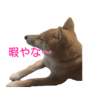 柴犬 はち 幼い頃のつぶやき 3.5.8（個別スタンプ：11）