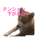 柴犬 はち 幼い頃のつぶやき 3.5.8（個別スタンプ：12）