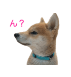 柴犬 はち 幼い頃のつぶやき 3.5.8（個別スタンプ：13）