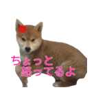 柴犬 はち 幼い頃のつぶやき 3.5.8（個別スタンプ：14）