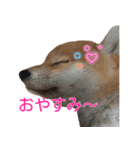 柴犬 はち 幼い頃のつぶやき 3.5.8（個別スタンプ：15）