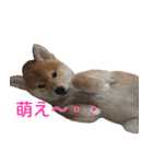 柴犬 はち 幼い頃のつぶやき 3.5.8（個別スタンプ：16）