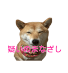柴犬 ナナ 私も使ってよ！ 3.5.8（個別スタンプ：1）