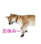 柴犬 ナナ 私も使ってよ！ 3.5.8（個別スタンプ：2）
