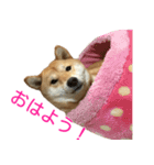 柴犬 ナナ 私も使ってよ！ 3.5.8（個別スタンプ：3）