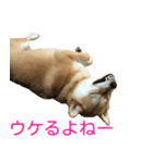 柴犬 ナナ 私も使ってよ！ 3.5.8（個別スタンプ：4）