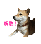 柴犬 ナナ 私も使ってよ！ 3.5.8（個別スタンプ：5）