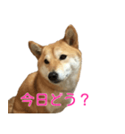 柴犬 ナナ 私も使ってよ！ 3.5.8（個別スタンプ：6）