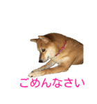柴犬 ナナ 私も使ってよ！ 3.5.8（個別スタンプ：7）